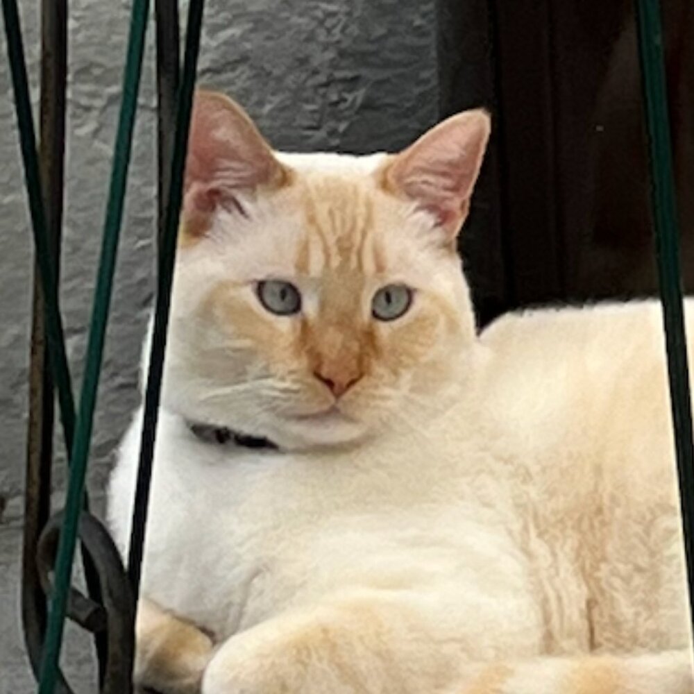 Meet your Posher, Annie